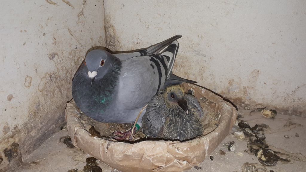 foto winnende duif Periqueux B. Pelle Hengevelde.jpg foto winnende duif Periqueux B. Pelle Hengevelde.jpg